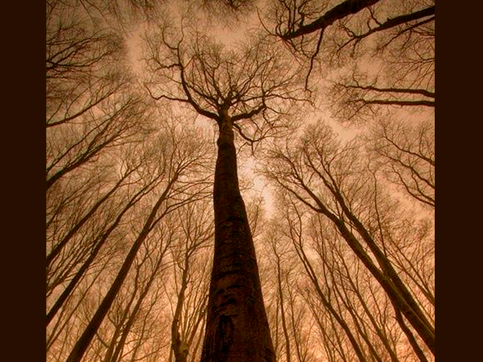 El bosque de lo real perdido