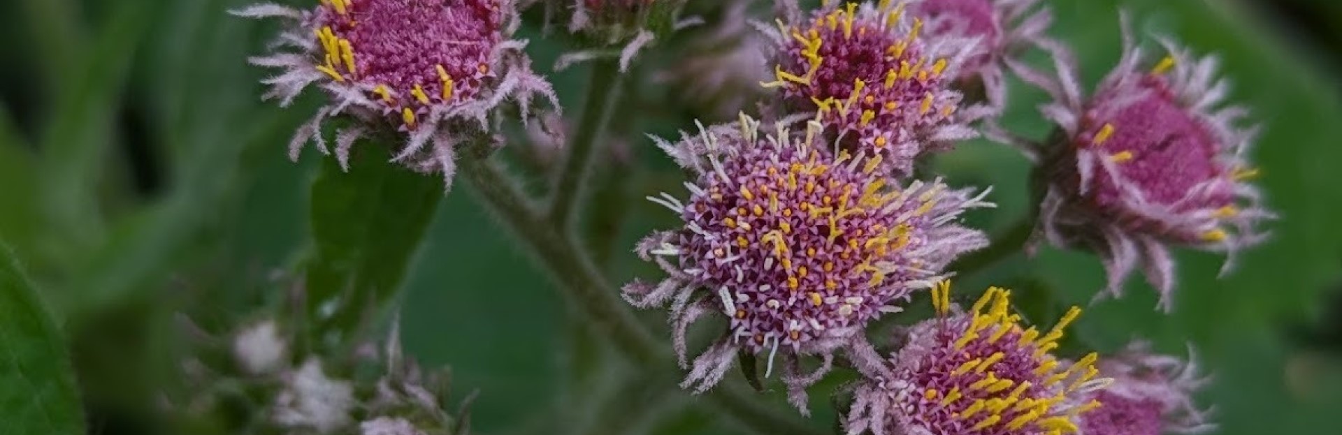 Plantas nativas en la huerta